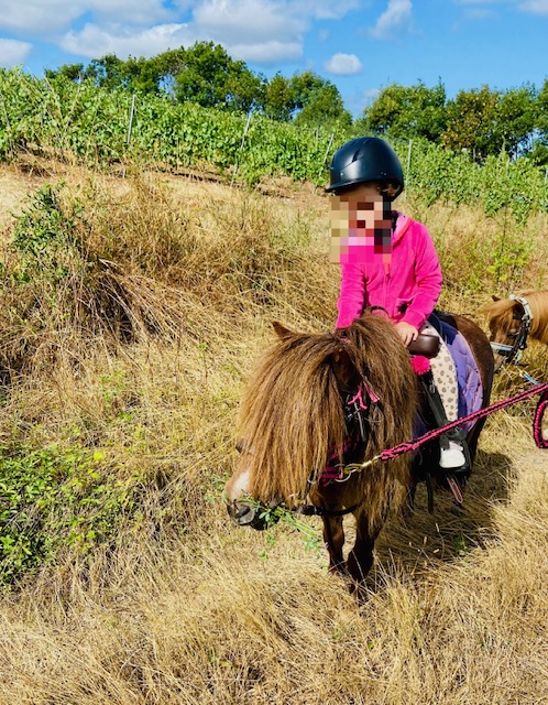 Enfant casqué en balade à poney dans les vignes.