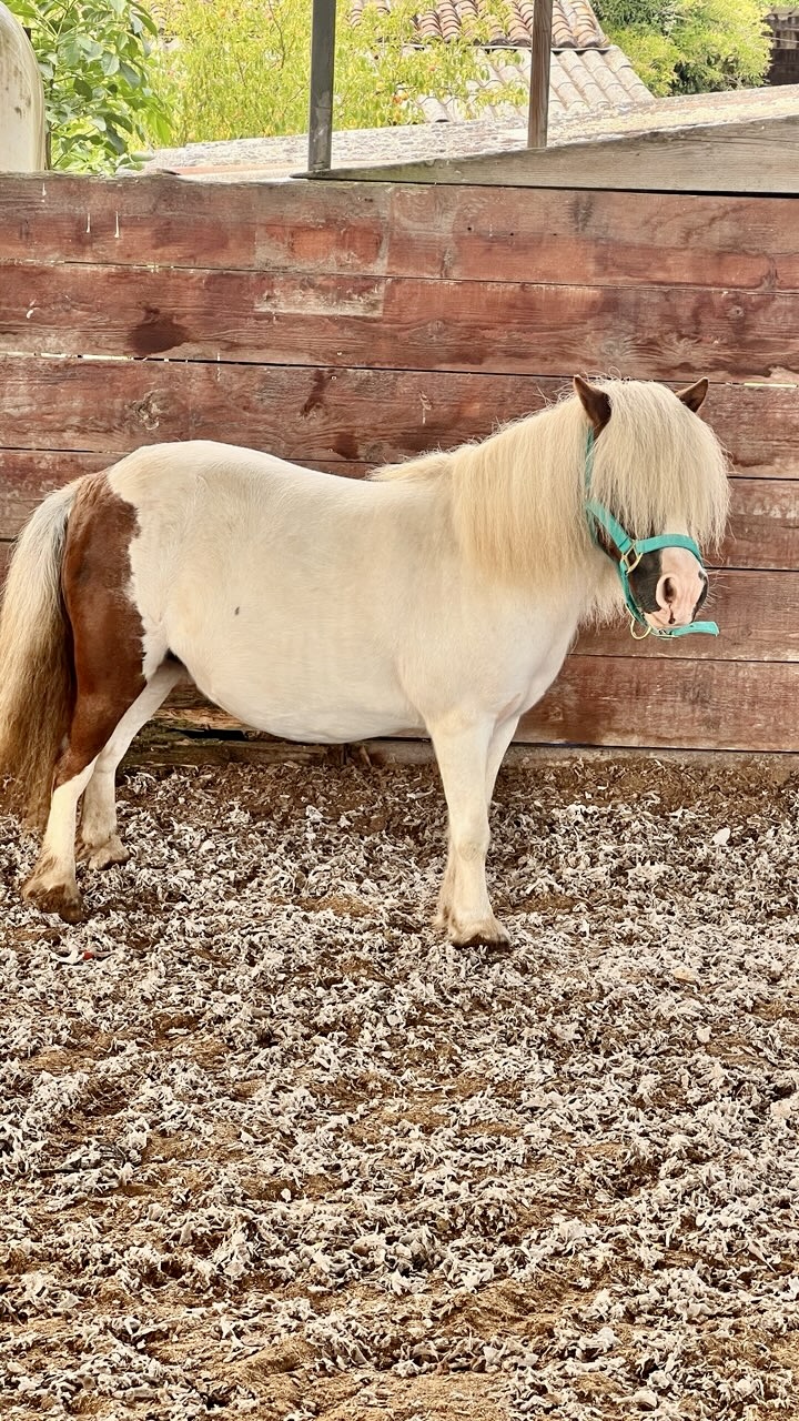 Portrait d'un de nos adorables poneys shetland.