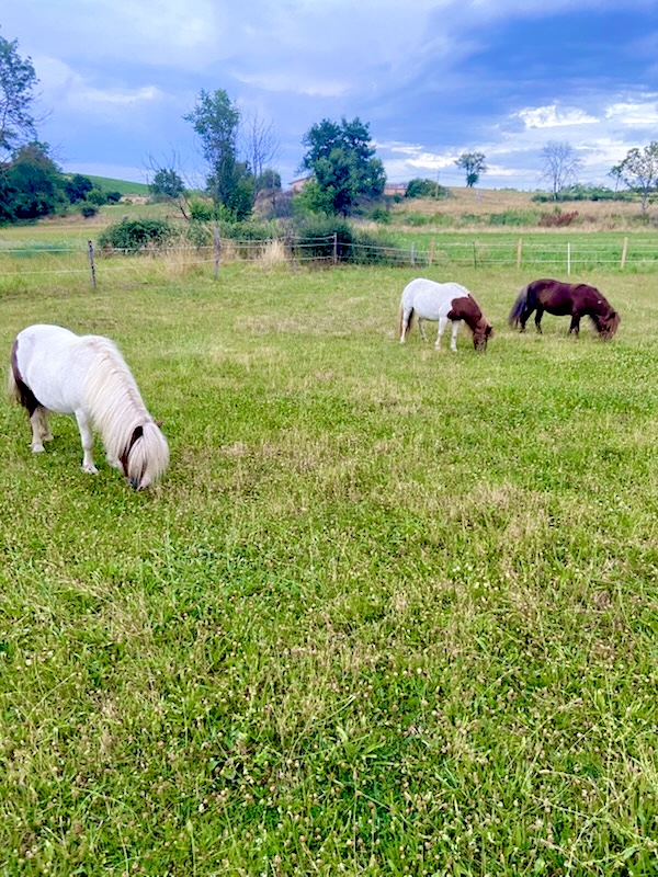 Nos poneys profitant des grands prés verdoyants.